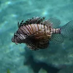 Red Lionfish