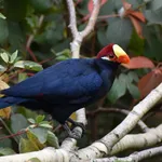Violet Turaco