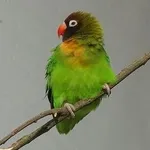 Black-cheeked Lovebird