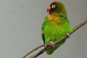 Zwartwangagapornis