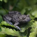 Yellow-bellied Toad