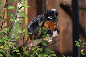 Roodbuiktamarin