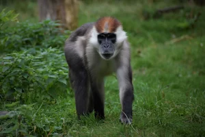 Roodkruin Mangabey