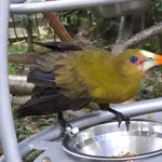 Green Oropendola