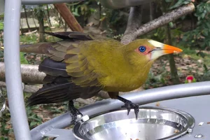 Groene Oropendola