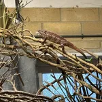 Oustalet's Chameleon