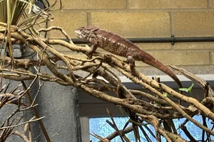 Oustalet's kameleon