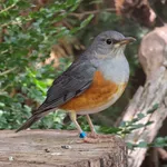Grey-backed Thrush