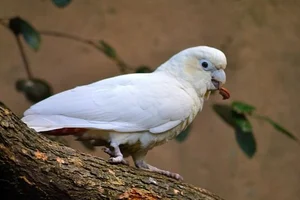 Filipijnse Kaketoe