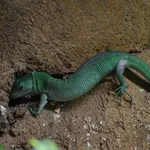Green Keel-bellied Lizard