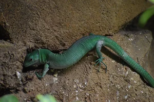 Green Keel-bellied Lizard