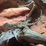 Steppe Agama