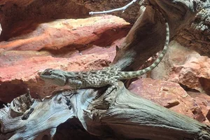 Steppe Agama