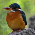 Northwestern Common Kingfisher