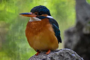 Gewone ijsvogel