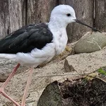 Black-winged Stilt