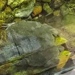 Budgett's Frog