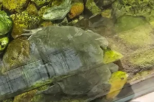 Budgett's Frog