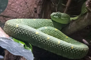 Green Bush Viper