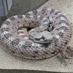 Sonoran Desert Sidewinder