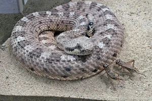 Sonoran Desert Sidewinder