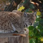 Eurasian Lynx