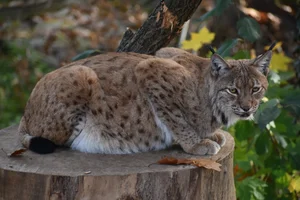 Karpatenlynx