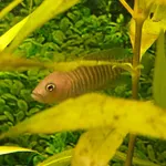 Neolamprologus multifasciatus (Boulenger, 1906)