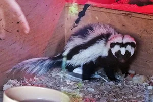 Gestreepte Bunzing