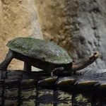 Crowned River Turtle