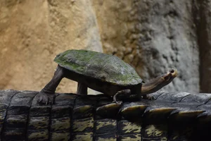 Diadeemschildpad