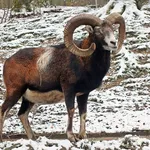 European mouflon