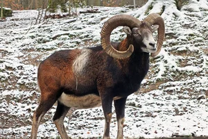 Europese moeflon
