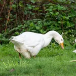 Domestic Goose