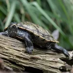 Northern false map turtle