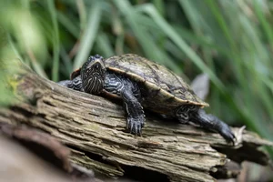 Onechte landkaartschildpad