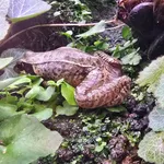 Japanese Brown Frog