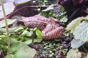 Japanese brown frog