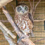 Southern Boobook