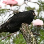 Lesser Yellow-headed Vulture