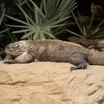 Exuma Rock Iguana