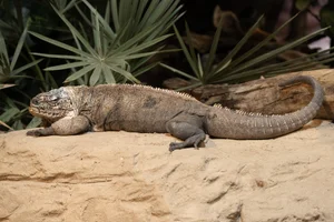 Exuma Rock Iguana