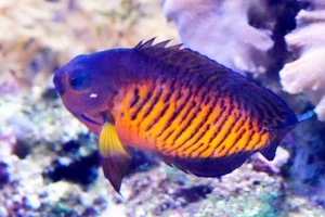 Streifen-Zwergkaiserfisch