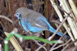 Blauwfazantje