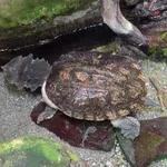 Mata Mata