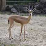 Dorcas Gazelle