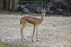 Dorcas Gazelle