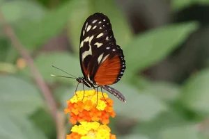 Heliconius doris