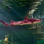 Banded Houndshark