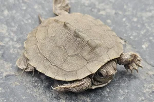Mississippi landkaartschildpad